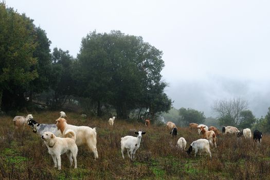 Goats grazing guarded by a shepherd dog, in the autumn mist in the high mountains.