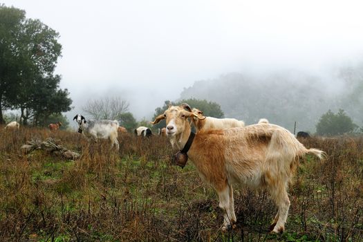 Goats grazing, in the autumn mist in the high mountains.