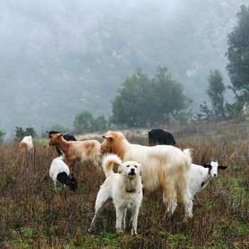 Goats grazing guarded by a shepherd dog, in the autumn mist in the high mountains.