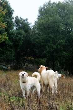 Goats grazing guarded by a shepherd dog, in the autumn mist in the high mountains.