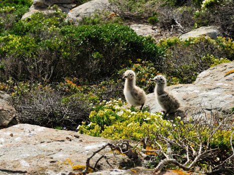 Puppies Gull neighbors walking around their nest.