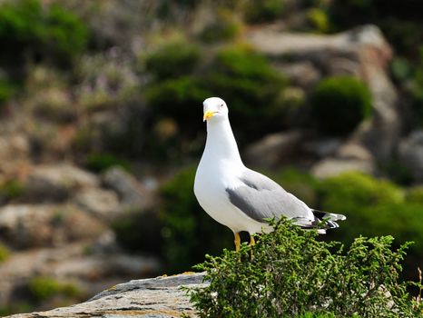 The seagull, sea bird par excellence, posing on a rock.