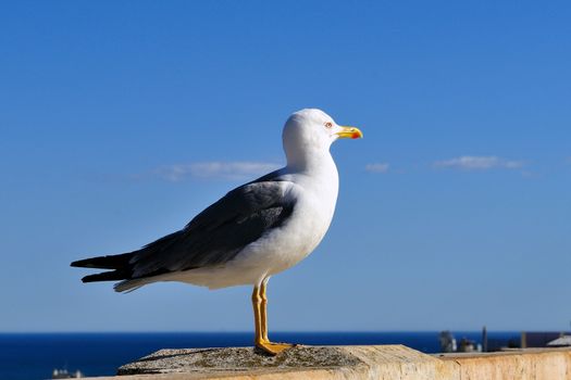 The seagull, sea bird par excellence, posing on a wall against the backdrop of the sea.