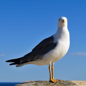 The seagull, sea bird par excellence, posing on a wall against the backdrop of the sea.