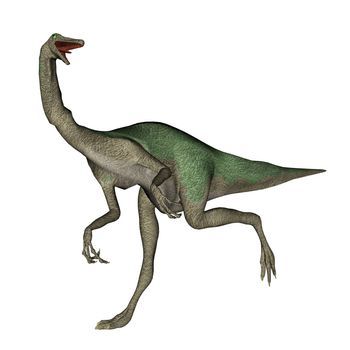 Gallimimus dinosaur walking in white background- 3D render