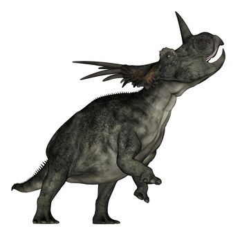 Styracosaurus dinosaur roaring in white background- 3D render