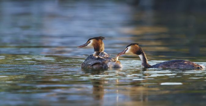Crested grebe ducks, podiceps cristatus, and baby floating on water lake