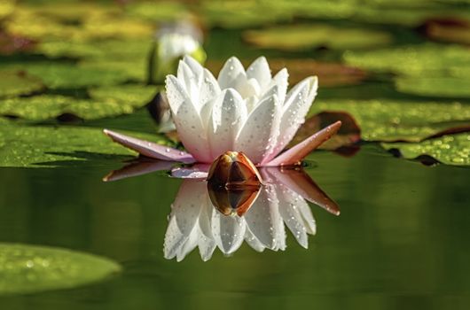 Beautiful lily or lotus flower and reflection in a pond