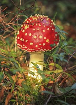 Fly agaric or amanita, amanita muscaria on the forest ground