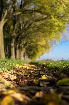 The Walls of Ferrara during autumn with fallen leaves on the ground