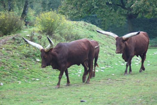 Two impressive Watussirinder on a meadow