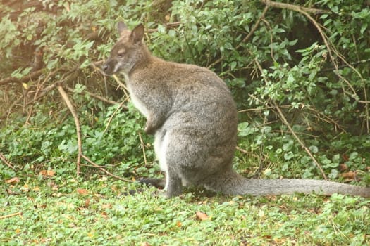 an Eastern Grey kangaroo (Macropus giganteus), seen from the side