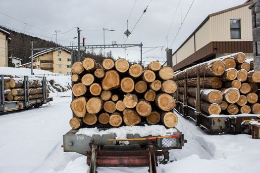 Logs stacked for transport links in the section indicate the age of the tree