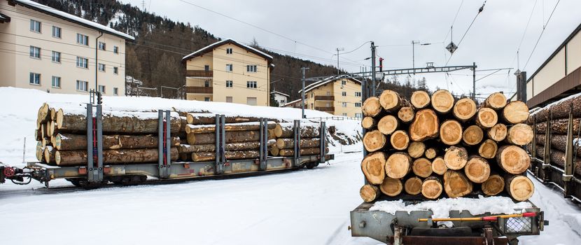 Logs stacked for transport links in the section indicate the age of the tree