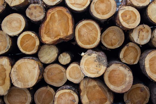 Logs stacked for transport links in the section indicate the age of the tree