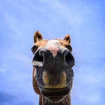 close-up beautiful  horse portrait on blue sky, New Zealand