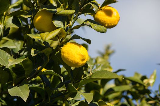 Lemons in the trees of an orchard