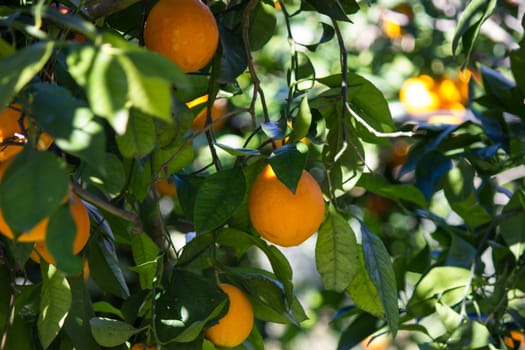 Lemons in the trees of an orchard