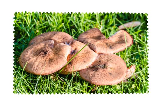 Internally generated stamp, Local mushrooms.