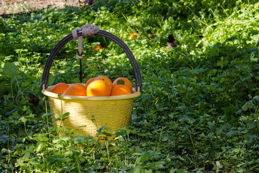 Oranges in the trees of an orchard