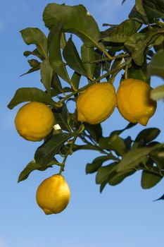 Lemons in the trees of an orchard