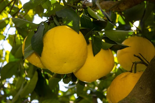 Grapefruit among the trees of an orchard