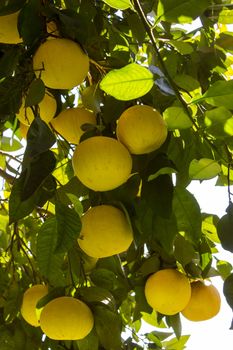 Grapefruit among the trees of an orchard