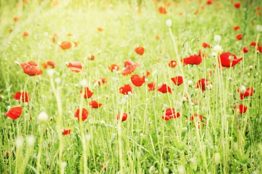 Photo of Poppy Flower Field in Summer