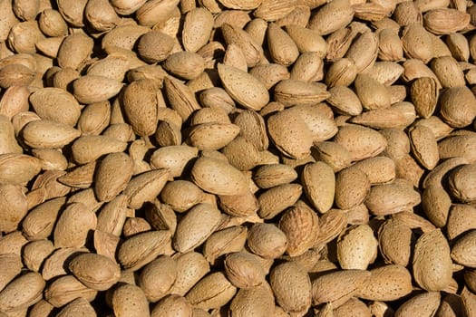 Almonds to the fruit market