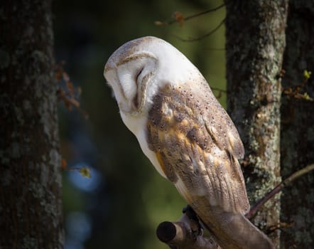 Barn owl perched on a branch