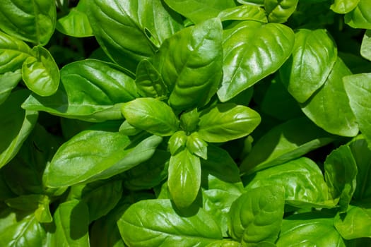 Basil plant, spice scented ideal for flavoring pasta dishes