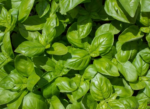 Basil plant, spice scented ideal for flavoring pasta dishes