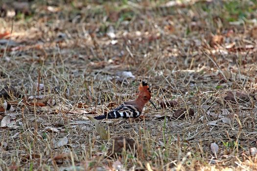 Hoopoe (Upupa epops)