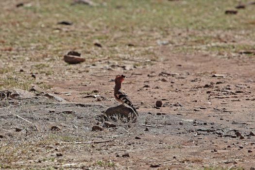 Hoopoe (Upupa epops)