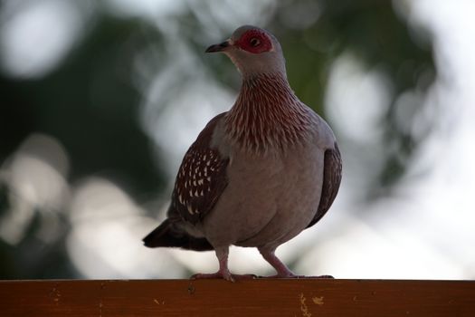 A Speckled Pigeon (Columba guinea) in Ethiopia.