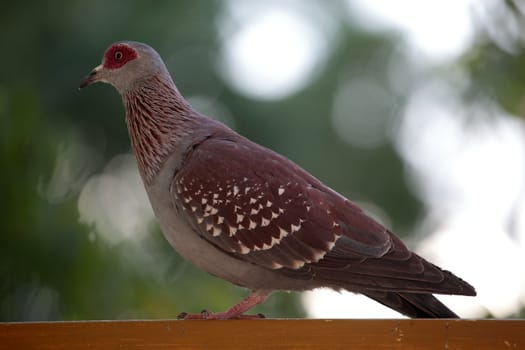 A Speckled Pigeon (Columba guinea) in Ethiopia.