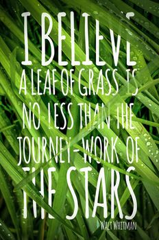 Quote Poster: I believe a leaf of grass is no less than the journey-work of the stars. Walt Whitman