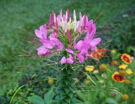 Pink  spider flower or Cleome hassleriana plant in the garden of Thailand.                               