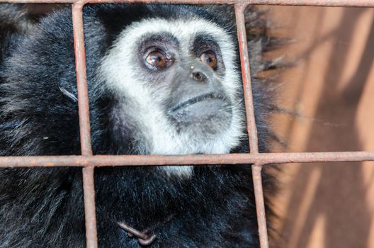 Face and eyes downcast of White-handed gibbon (Hylobates lar) in a cage. The problem of illegal wildlife trade