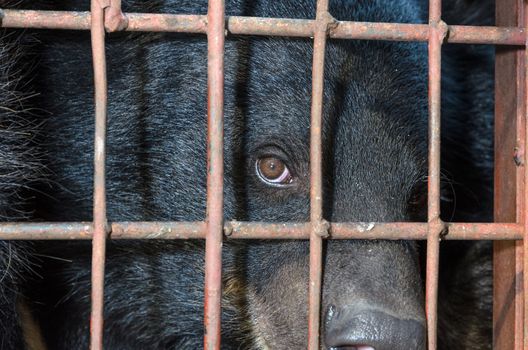 Asiatic black bear (Ursus thibetanus) are unhappy in cage. The problem of illegal wildlife trade