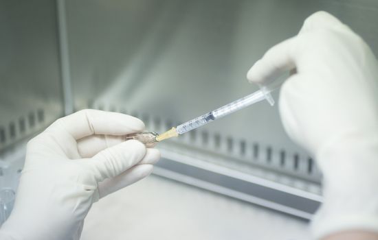 Hands of medical laboratory technician wearing white sterile gloves preparing human growth factors in hospital clinic for orthopedic surgery and Traumatology rehabilitation treatment with syringe injection and test tubes.