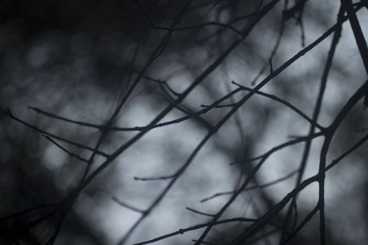 Haunting dark atmospheric image of ghostly tree branches without leaves against background of winter night sky. Artistic color digital photo with shallow depth of focus. 