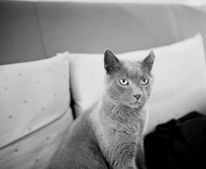 Black and white artistic digital rectangular horizontal portrait photo grey cat sitting on sofa looking away. Shallow depth of focus with background defocused.
