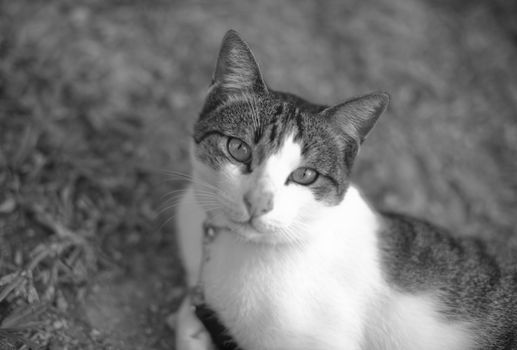 Black and white digital rectangular horizontal photo of white and tabby cat in garden looking at camera. Shallow depth of focus with background of garden grass defocused. 