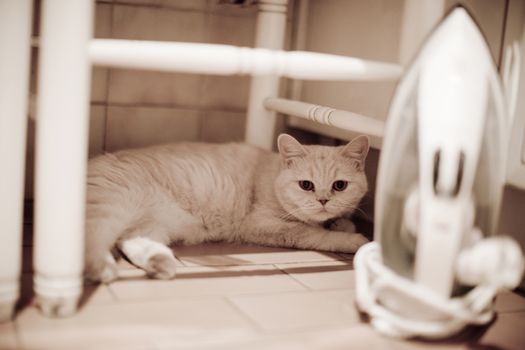 Color artistic digital rectangular horizontal portrait photo of cat lying under chair behind iron on tiles of floor of kitchen looking at camera. Shallow depth of focus with foreground defocused. 