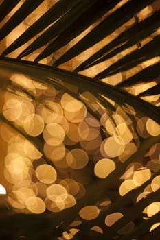 Tropical palm tree leaves at night in silhouette in nightclub bar golden bokeh lights in Hong Kong China. 