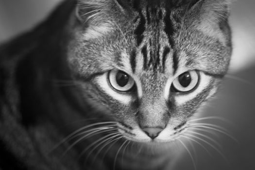 Tabby cat portrait sitting looking black and white photo.