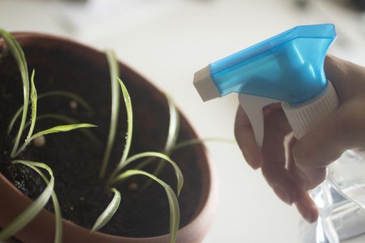Hand holding plastic plant sprayer spraying domestic indoor pot plants. 