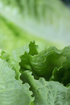 Organice iceberg green lettuce leaves close-up with shallow depth of focus for copy space. 