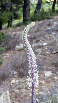 Close up of a white flower in the forest